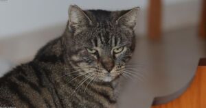 Why Senior Cats Deserve a Second Chance at Love