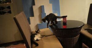 What Your Cat’s Sleeping Position Reveals About Their Trust Level