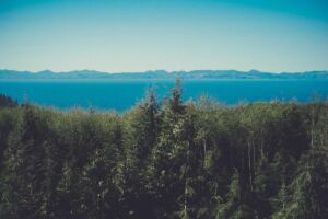 The Role of Keystone Species in Maintaining Ecosystem Balance