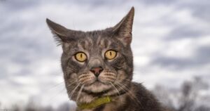 What Your Cat’s Sleeping Position Says About How Much They Trust You