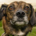 Keeping Your Pets Safe in the Summer Heat: A Veterinarian-Approved Guide
