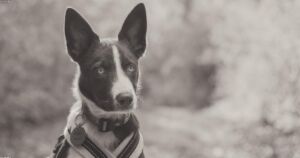 Deaf Dog Learns Sign Language Commands and Inspires Training Revolution