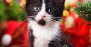 Tiny Kitten Rescued From Busy Highway Now Thriving in Forever Home