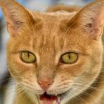 Stray Cat Who Wandered Into a Nursing Home Becomes Official Therapy Animal