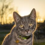 Why Adopting a Senior Pet Might Be the Best Decision You Ever Make