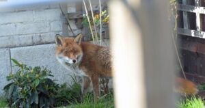 Wildlife Rehabilitator Raises Orphaned Fox Cubs and Releases Them Back to the Wild