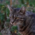 Stray Cat Who Wandered Into a Nursing Home Gets Hired as Official Therapy Animal