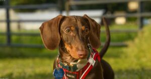 Three-Legged Dog Completes Marathon, Raises $50K for Animal Shelters