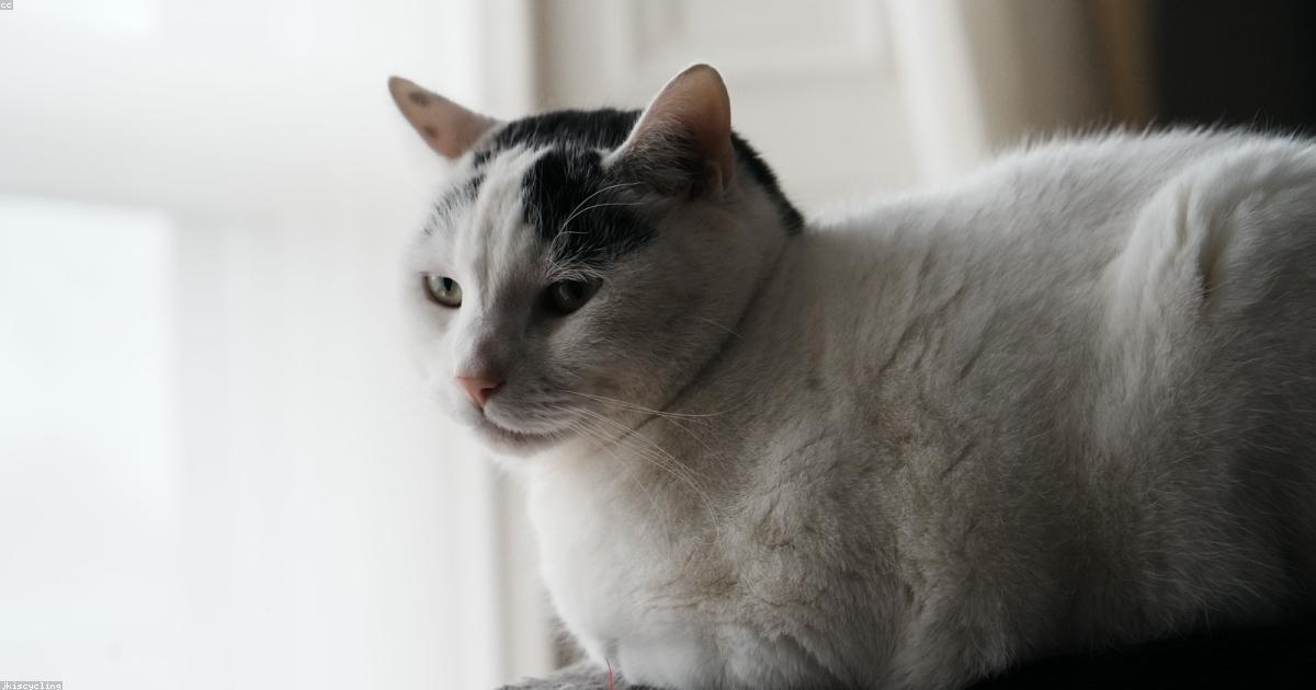 Indoor Cat Enrichment: Creative Ways to Keep Your Feline Happy and Healthy