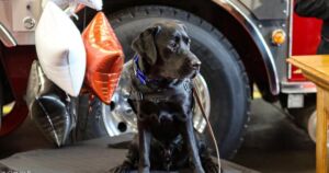 Therapy Dogs Are Helping Hospital Patients Recover Faster, New Study Shows