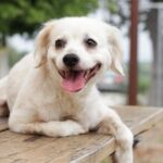 How One Small Town Achieved a 100% Shelter Adoption Rate