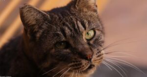 How to Read Your Cat’s Body Language: A Visual Guide