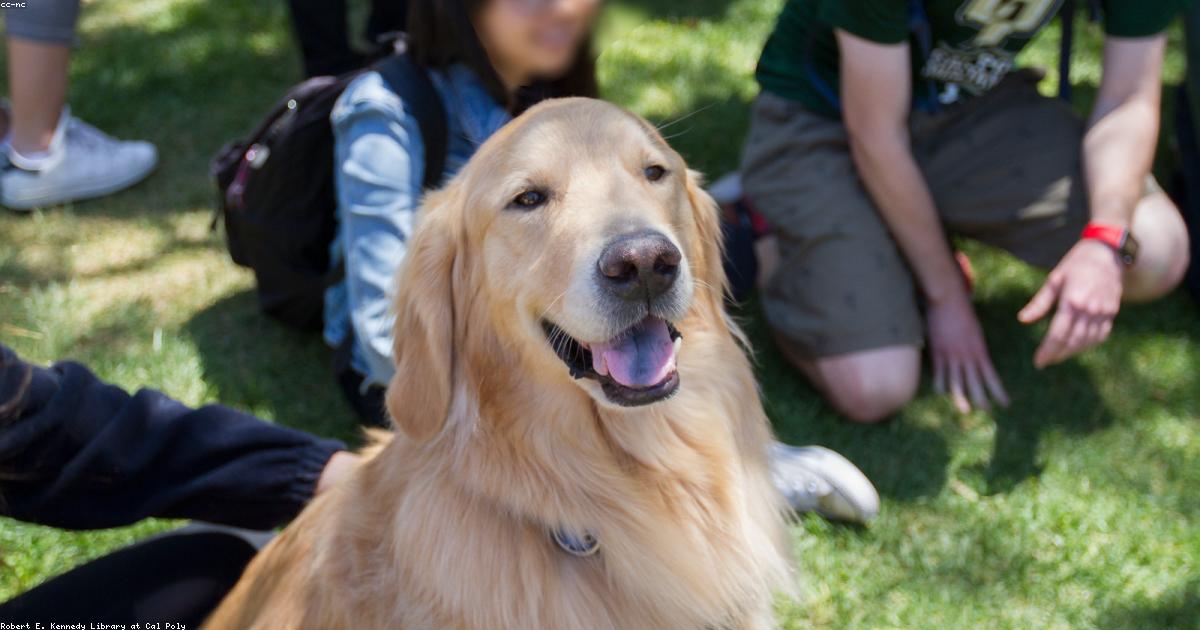 Therapy Dogs in Hospitals: The Four-Legged Healers Changing Patient Care