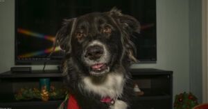 Pet Dental Care: The Overlooked Health Essential Every Owner Should Know