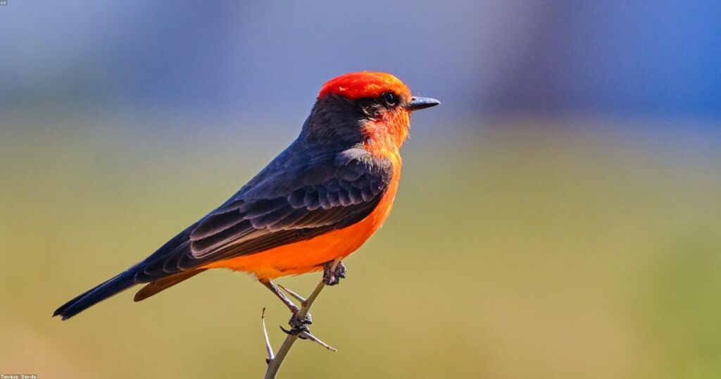 Backyard Bird Safety: How Pet Owners Can Protect Wildlife at Home
