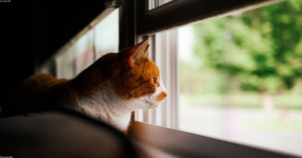 The Joy and Challenge of Fostering Kittens During Kitten Season