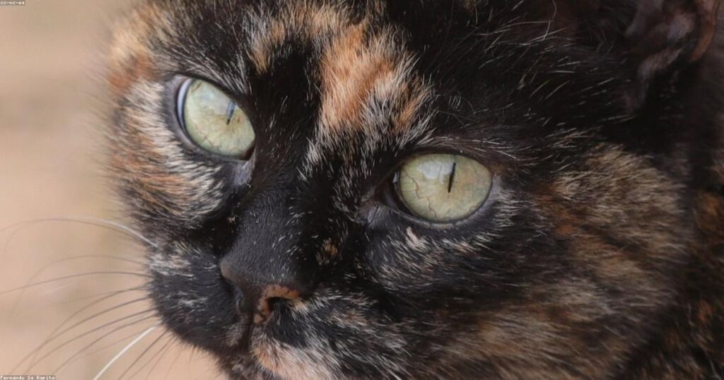 Children Reading to Shelter Cats: A Program That Helps Kids and Animals Alike