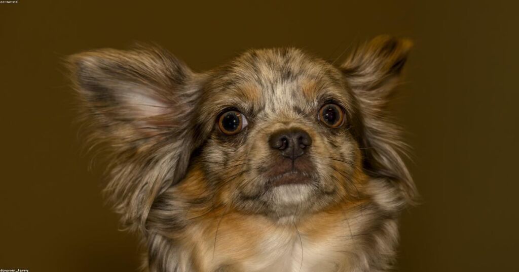 Pet Nutrition Decoded: What Your Dog or Cat Actually Needs to Thrive