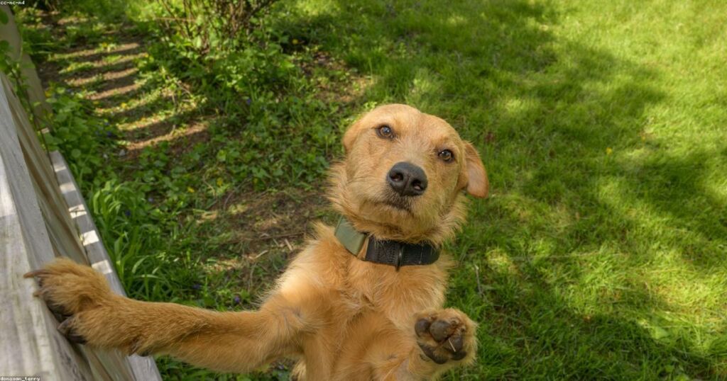 From Overseas Shelters to American Homes: Inside an International Dog Rescue