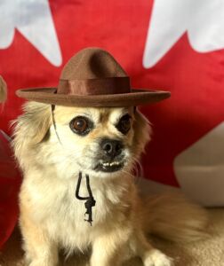 Making Democracy Cute Again: Cutest Pets on Parliament Hill Crowns 2026 Winners