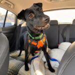 Robinhood CEO Vlad Tenev Adopts Rescue Dog “Kai” from Happy Hearts Dog Rescue in Austin, Texas, Bringing Joy to His Family