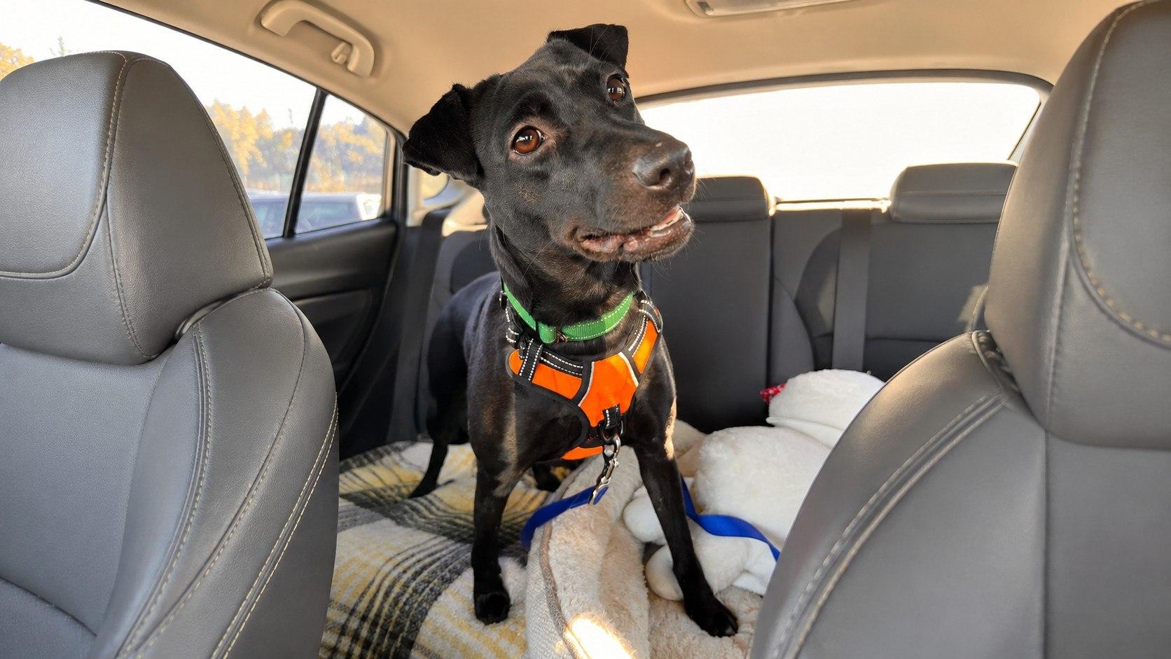 Robinhood CEO Vlad Tenev Adopts Rescue Dog “Kai” from Happy Hearts Dog Rescue in Austin, Texas, Bringing Joy to His Family