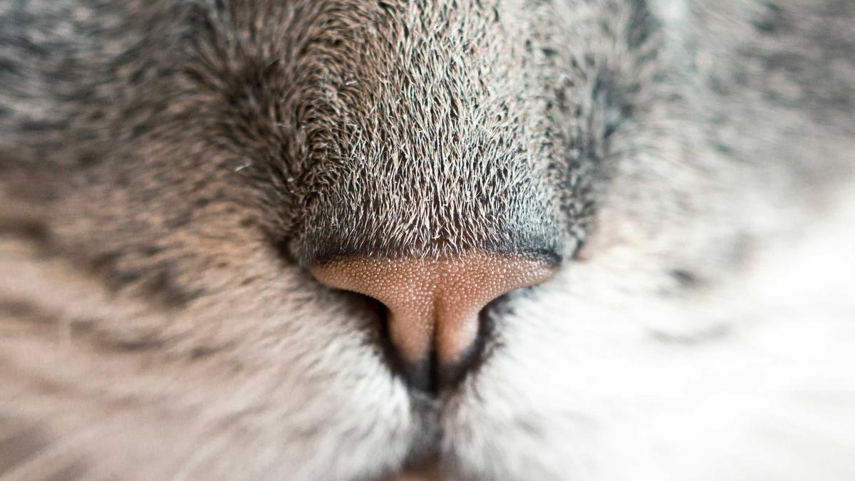 Close-up of a cat