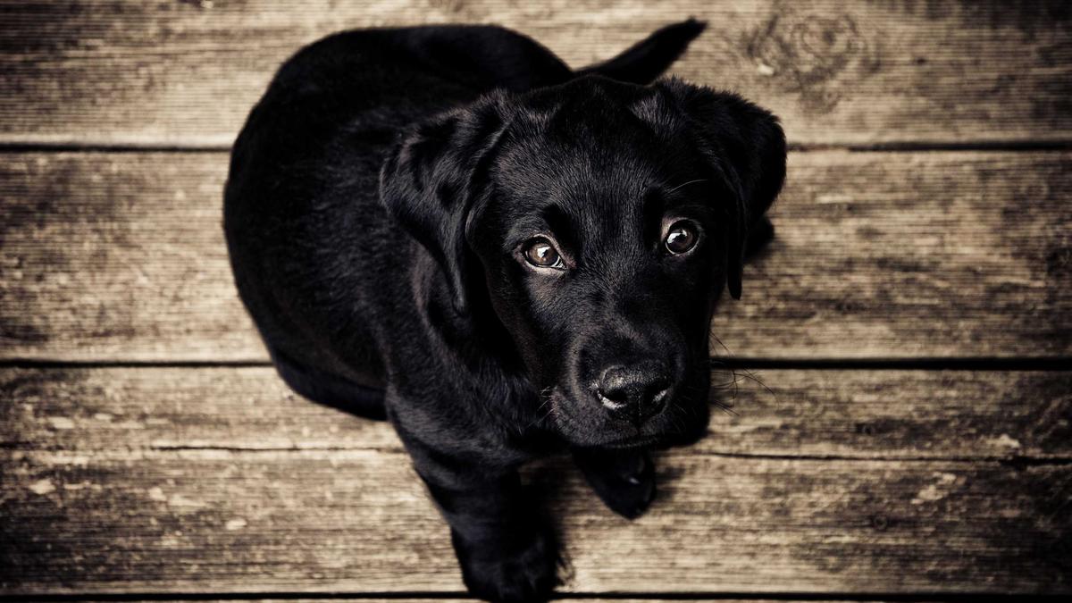 Black dog looking up