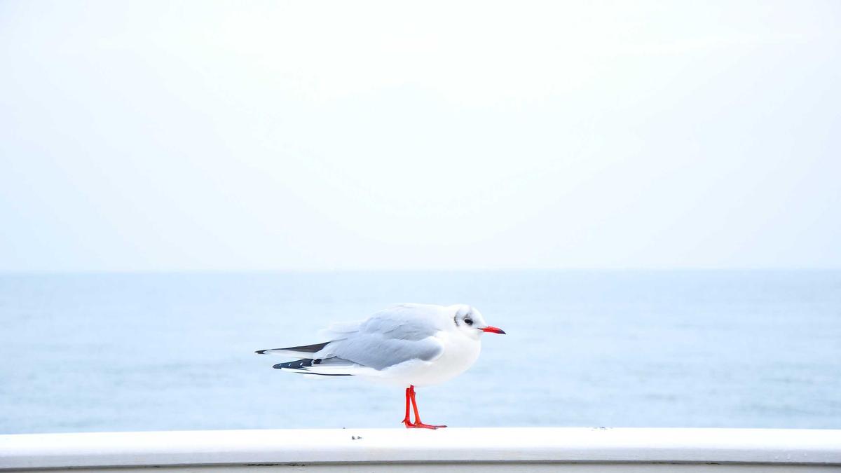 Seagull on a beach